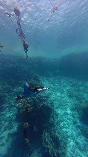 Манту видно над коралловым рифом рядом с тросом/буем; крупный план под водой показывает форму и размах крыльев во время тренировки.