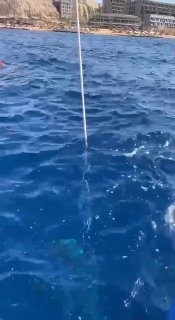 Превью видео: поверхность моря при всплытии — видна страховочная линия, волны и фрагмент береговой линии.