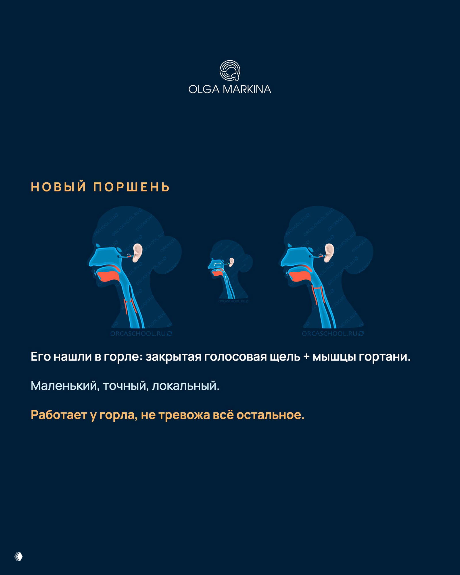 Инфографика с анатомией: схема головы и горла, показаны закрытая голосовая щель и мышцы гортани как источник локального поршня для Френзеля, тёмно-синий фон и яркие акценты.