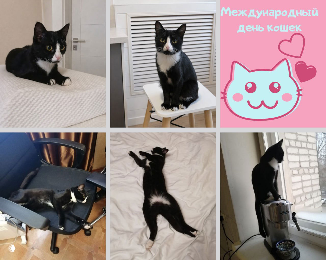 День кошек в Японии — 22 февраля