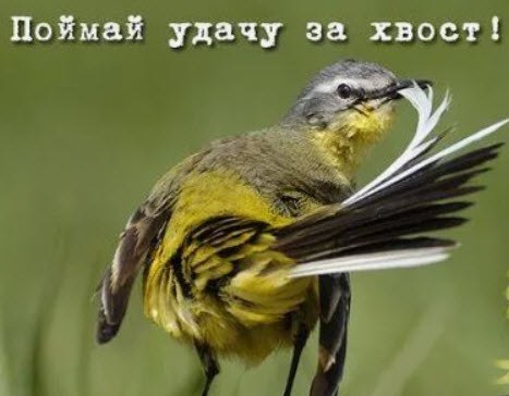 Поймать удачу за хвост. Про невозможные возможности.