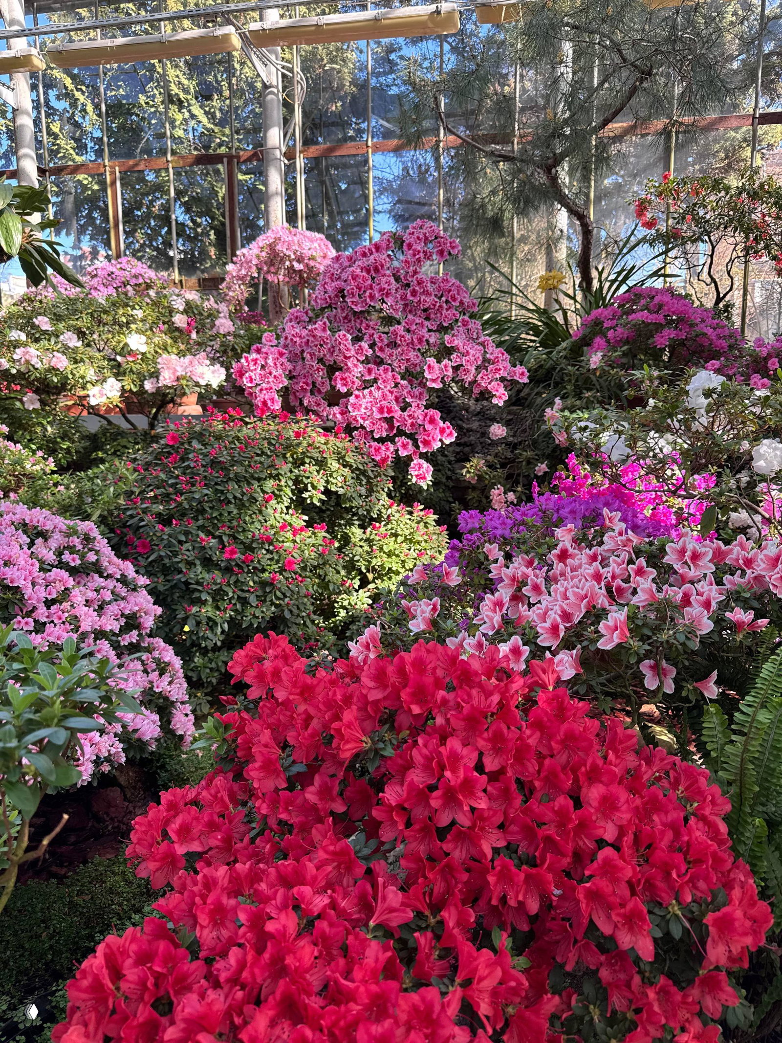 Идём любоваться цветами