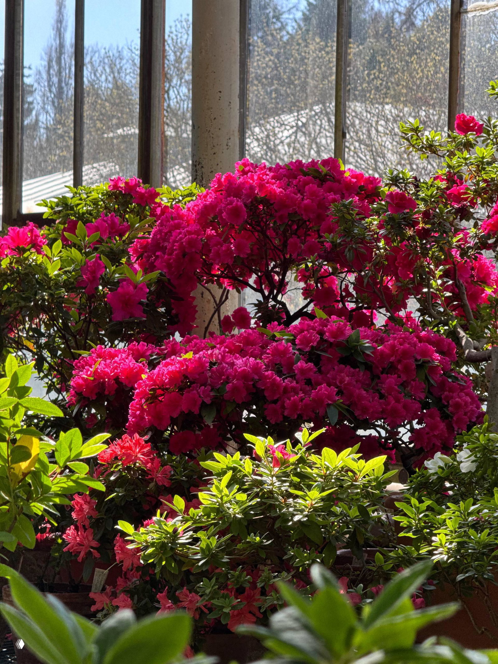 Насыщенно‑розовые кусты азалий у стеклянной стены оранжереи; видны горшки, листья и прохождение солнечного света через стёкла Ботанического сада Петербурга.