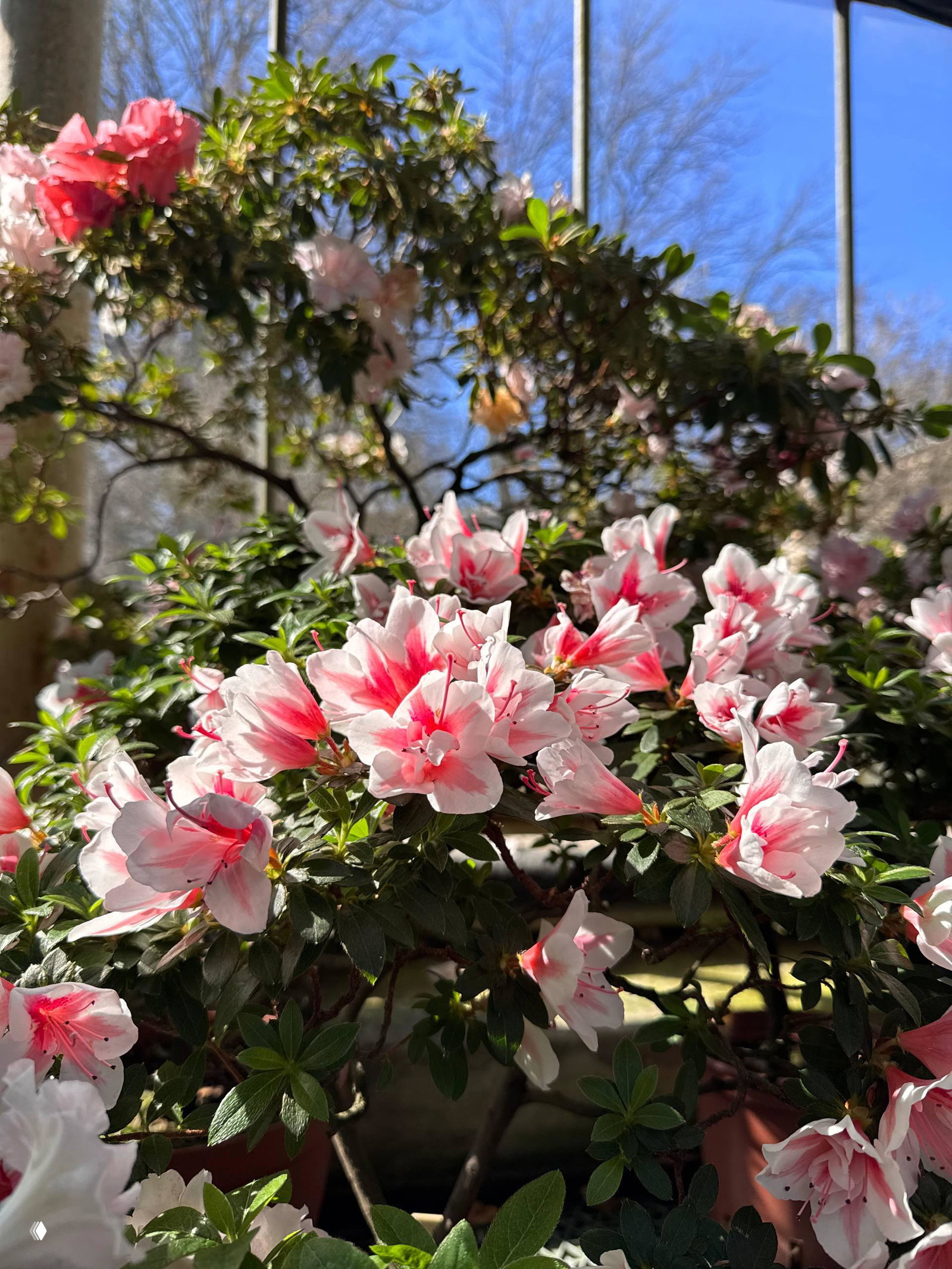 Крупный план бело‑розовых цветков азалии в тепличной экспозиции, детализированные лепестки на переднем плане и размытие второго плана с деревьями.
