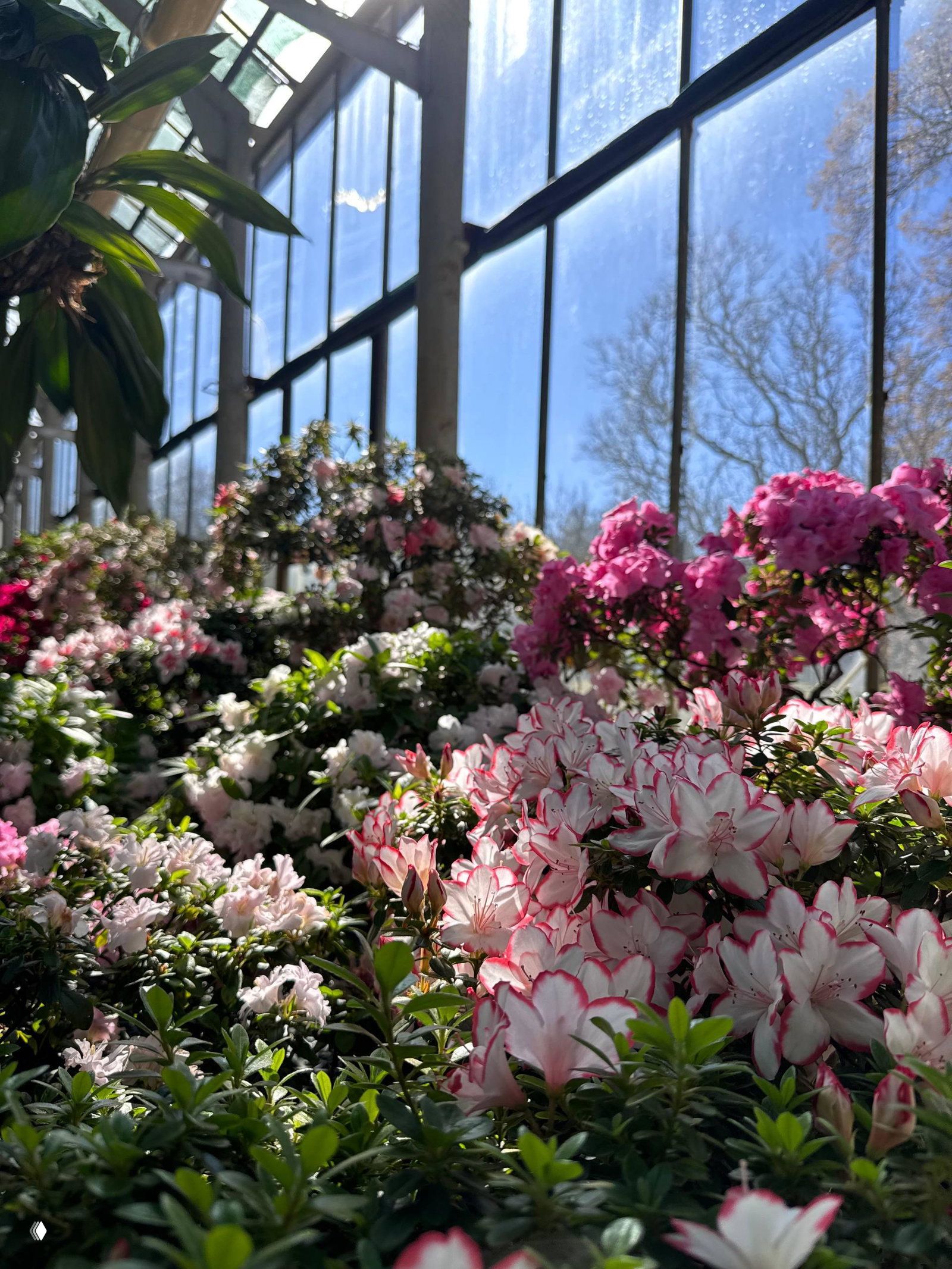 Бледно‑розовые цветки с красными штрихами на лепестках в ярком боковом свете внутри оранжереи, текстура листьев и тонкие ветви видны на заднем плане.