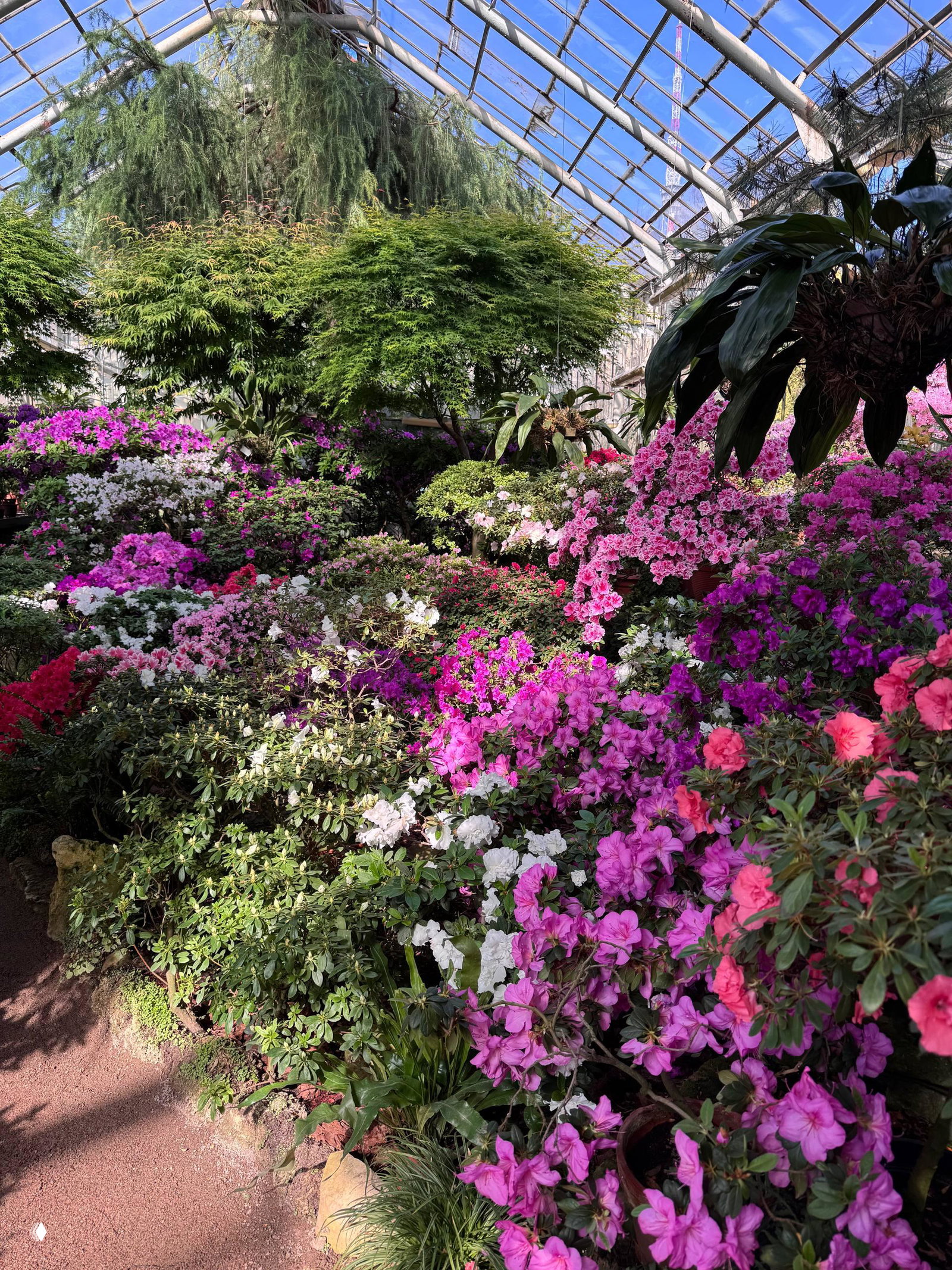 Общий план субтропической оранжереи с множеством розовых, фиолетовых и белых азалий, высокие стеклянные перекрытия и естественный дневной свет над экспозицией.