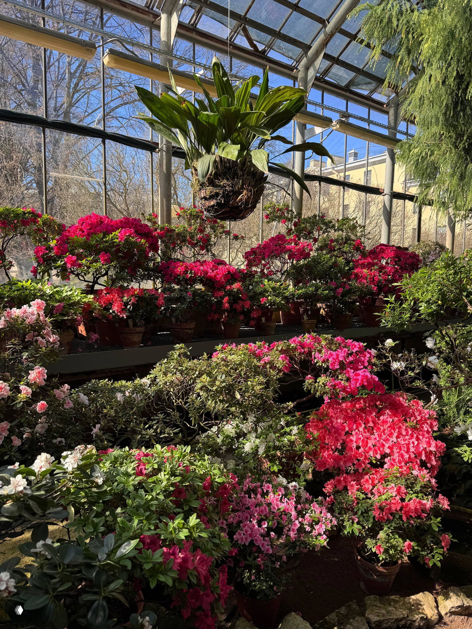Горшечные азалии и декоративные растения под наклонными стеклянными панелями теплицы Ботанического сада Санкт‑Петербурга, кадр с подвесными растениями и солнечным небом за стёклами.