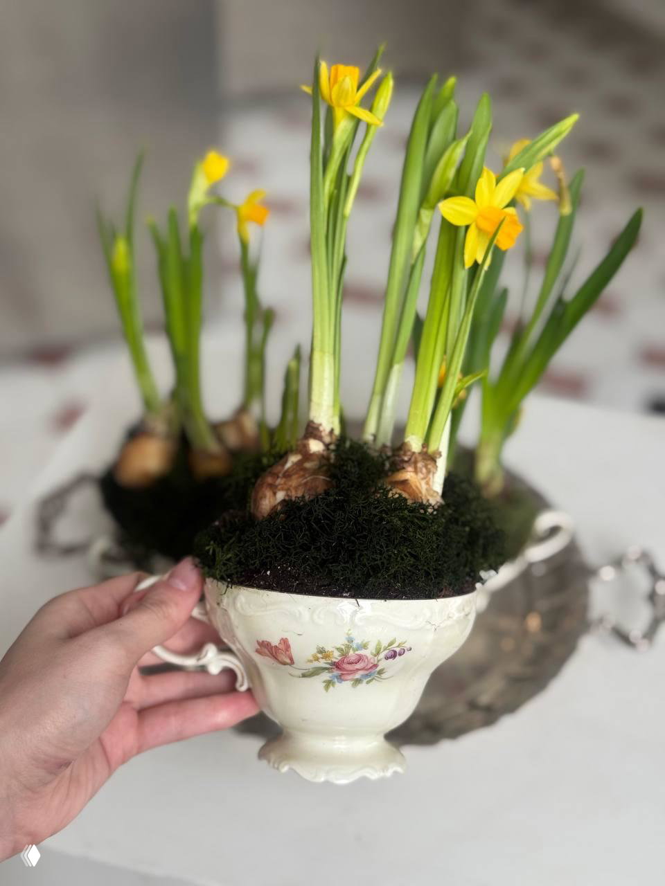 Крупный план фарфоровой чашки с мхом и луковицами нарциссов: видны коричневые луковицы, зелёные побеги и несколько жёлтых цветков