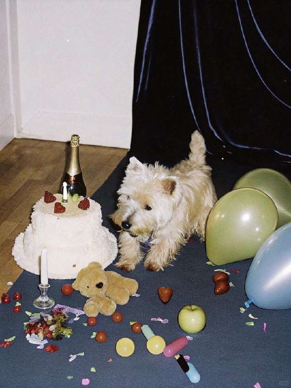 Бежевый терьер у праздничного стола с тортом, шарами и разбросанными игрушками и декором — сцена домашней праздничной вечеринки для собак.