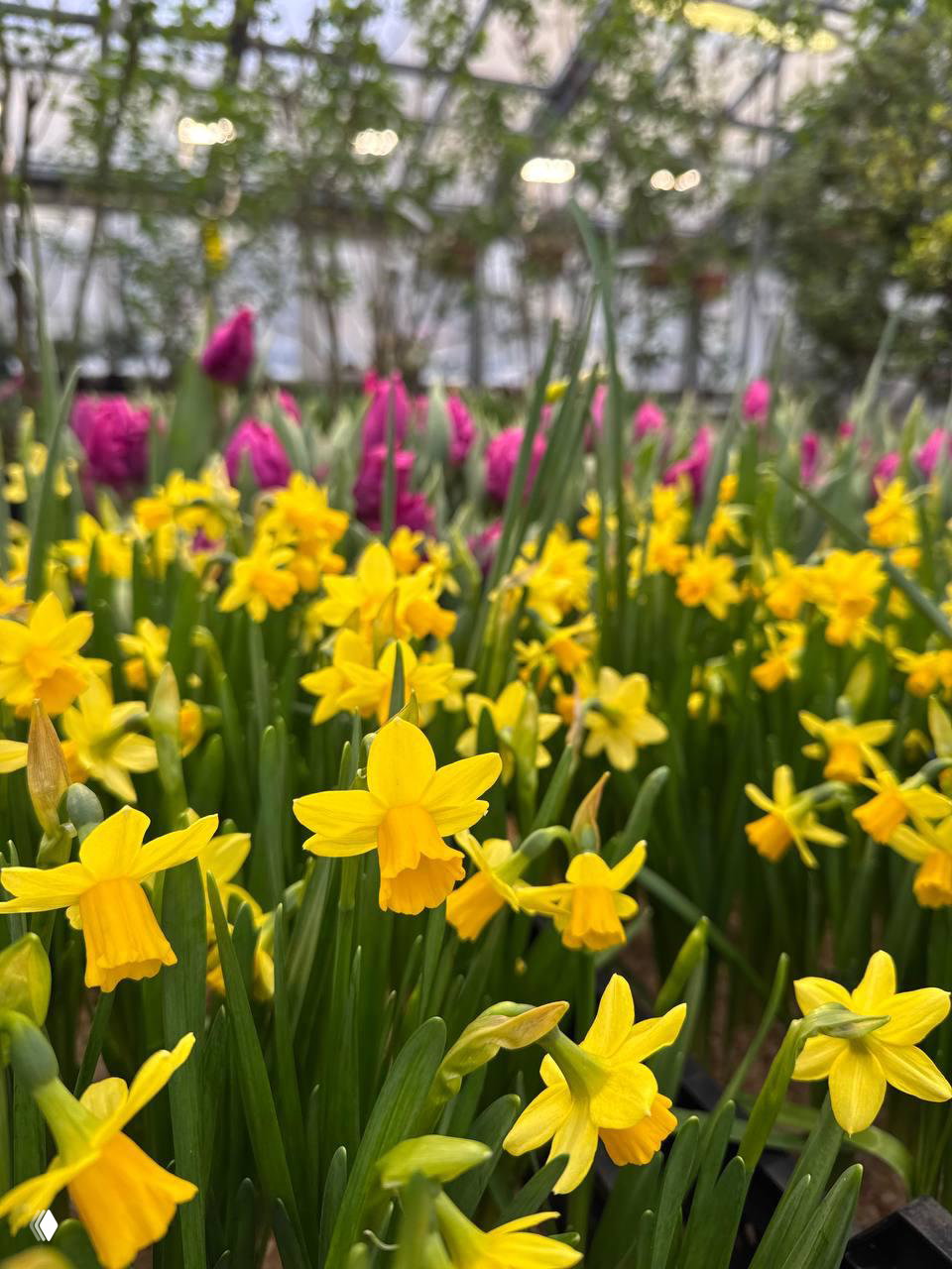 Идём на фестиваль цветов