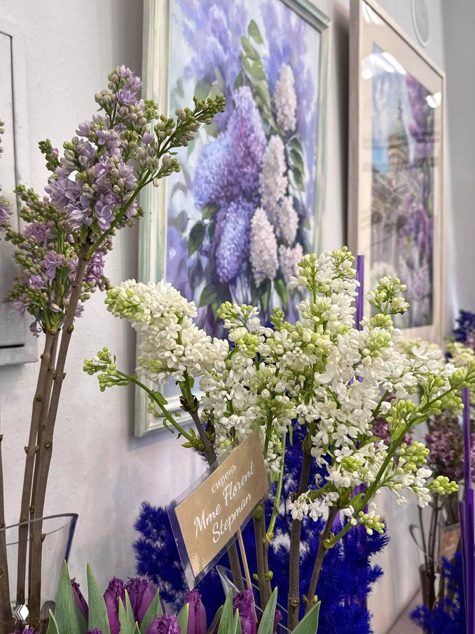 Ваза с белой сиренью на фоне картин в технике ботанической живописи — экспозиция «Сиреневая терапия» в оранжерее Ботанического сада Петербурга.