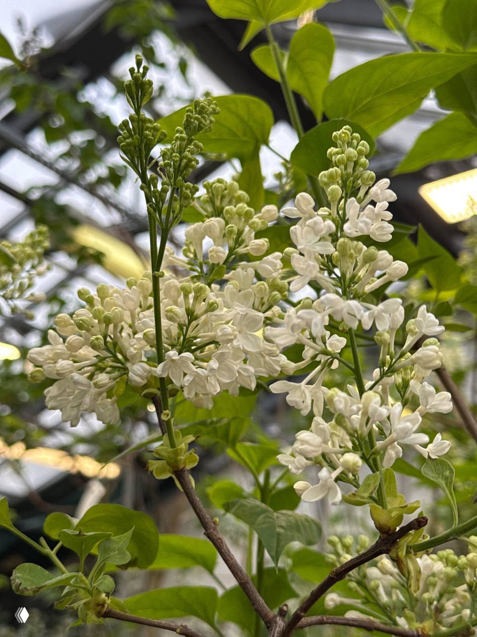 Крупный план ветви белой сирени в оранжерее Ботанического сада Петербурга: бутоны и листья на фоне конструкций стеклянной крыши выставки.