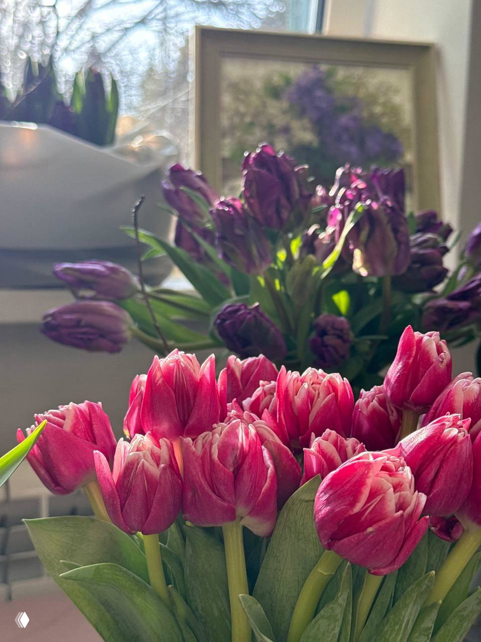 Розовые и тёмно-фиолетовые тюльпаны в композиции выставки цветов в оранжерее Ботанического сада при мягком естественном свете и оформлении стен.