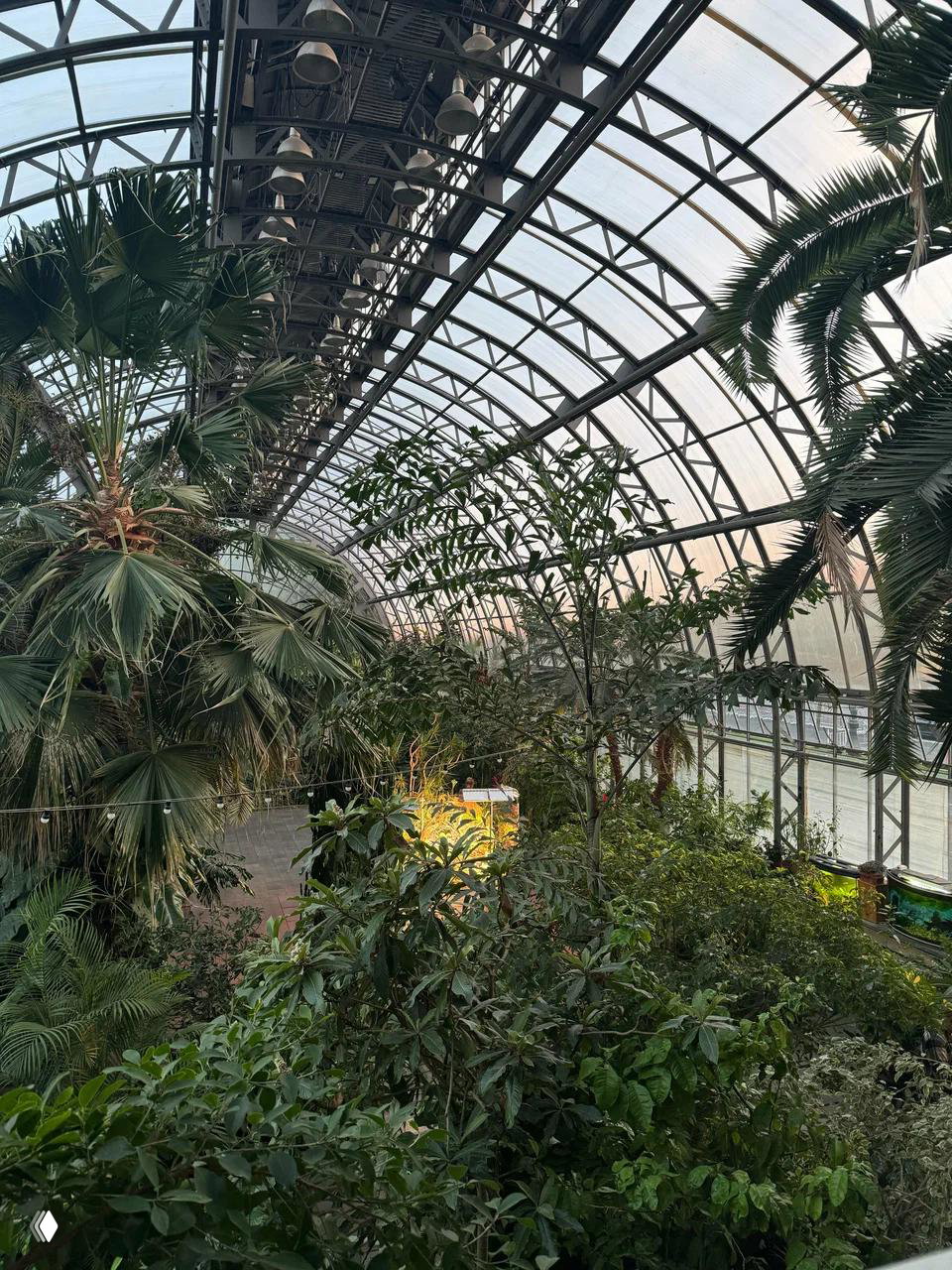 Панорамный вид на оранжерею Таврического сада: высокая стеклянная крыша, плотная тропическая зелень и пальмы, снято с балкона второго этажа.