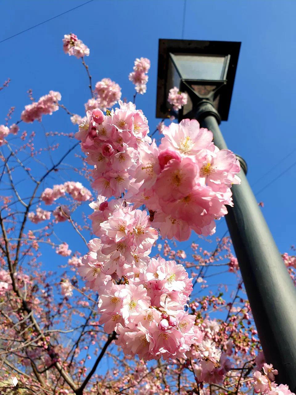 Идём любоваться сакурой
