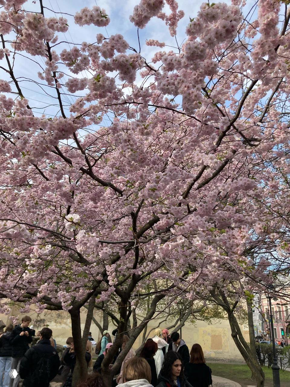 Розовые кроны цветущей сакуры над группой прогулочных посетителей в парке — атмосфера весенней прогулки в городе.