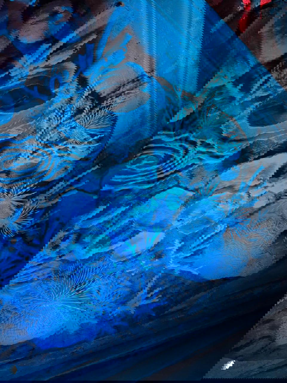 Деталь декоративного рельефа и морских форм, подсвеченная синим светом: текстура и скульптурные элементы экспозиции в Анненкирхе.