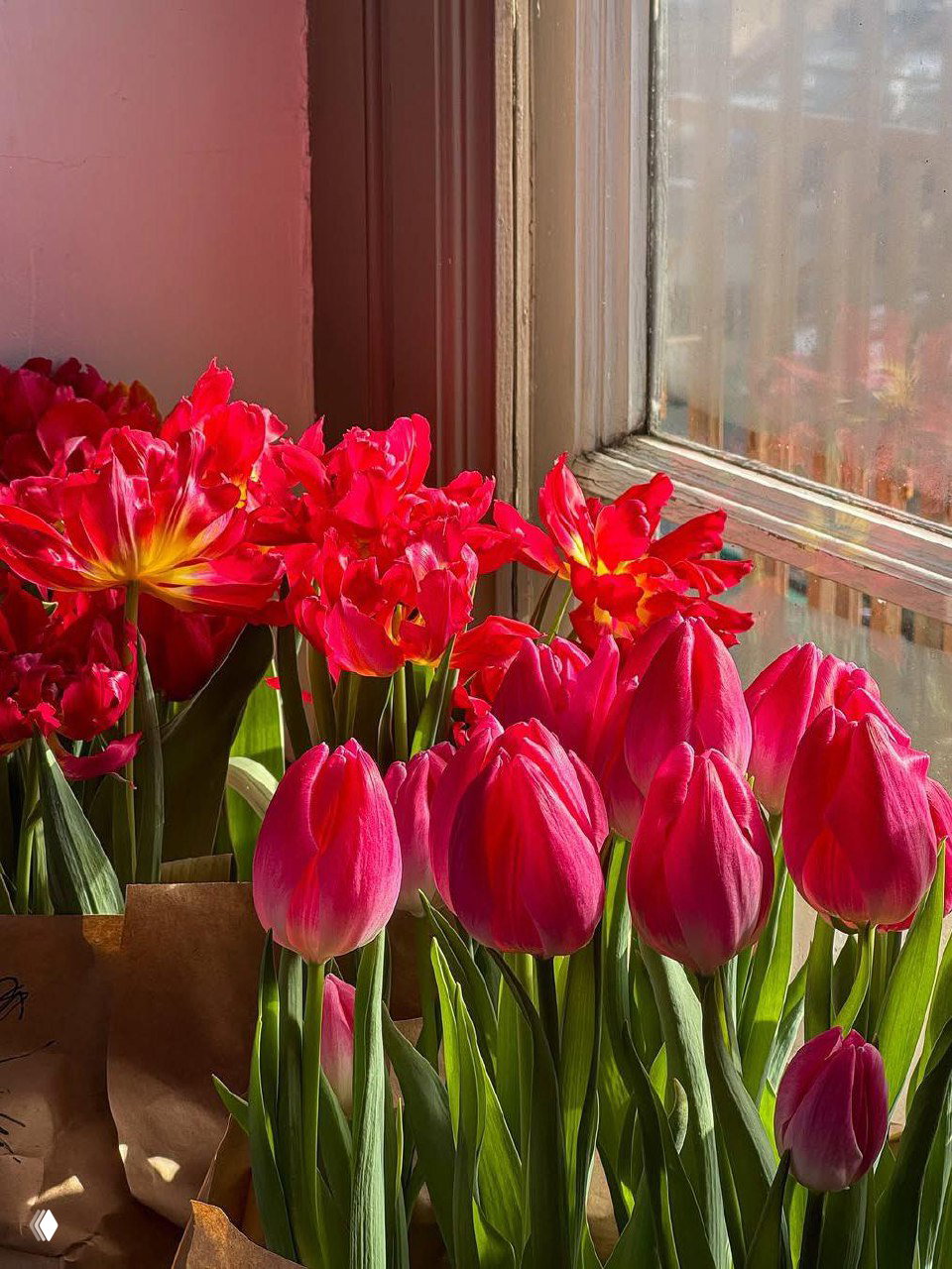Крупный план ярко-розово-красных тюльпанов у окна: бутоны, зелёные стебли и мягкий солнечный свет в интерьере.