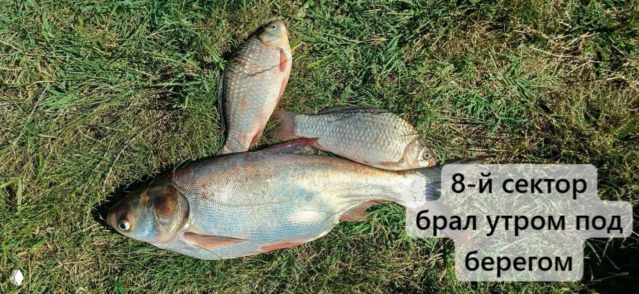 ДОБРЫЙ БОЦМАН 02.07