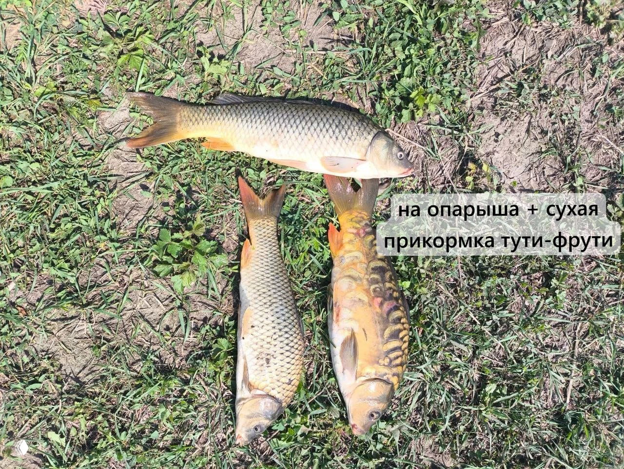 У ГАФУРА — 13.08