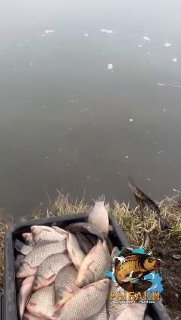 Берег и замёрзшая поверхность воды с кусками льда; в переднем плане рыба в таре, процесс зарыбления на фоне тихого озера.