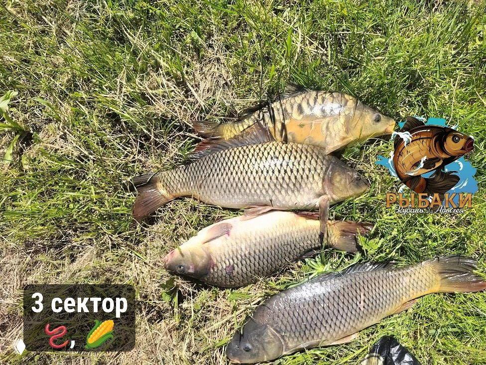 Улов на траве: четыре крупных карпа и карася выложены в ряд на травянистом берегу, виден логотип канала и подпись «3 сектор».