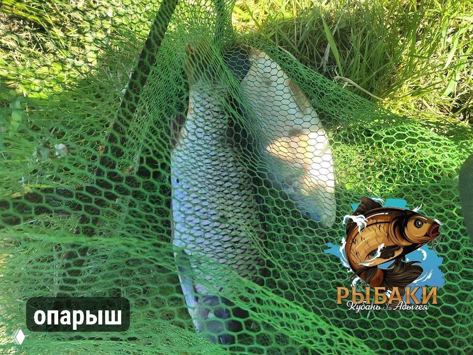Два карпа в зелёном садке на берегу: сетка закрывает рыбу, видна структура чешуи и наклейка с логотипом канала, подпись «опарыш».