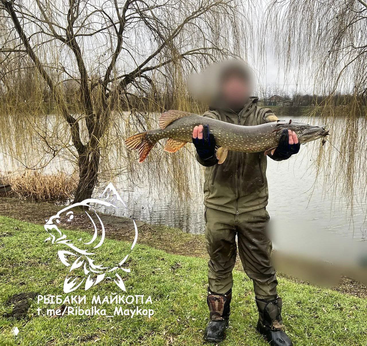 Рыбак держит большую щуку обеими руками у воды, на заднем плане озеро и ивы; лицо размыто, внизу заметен логотип «РЫБАКИ МАЙКОПА».