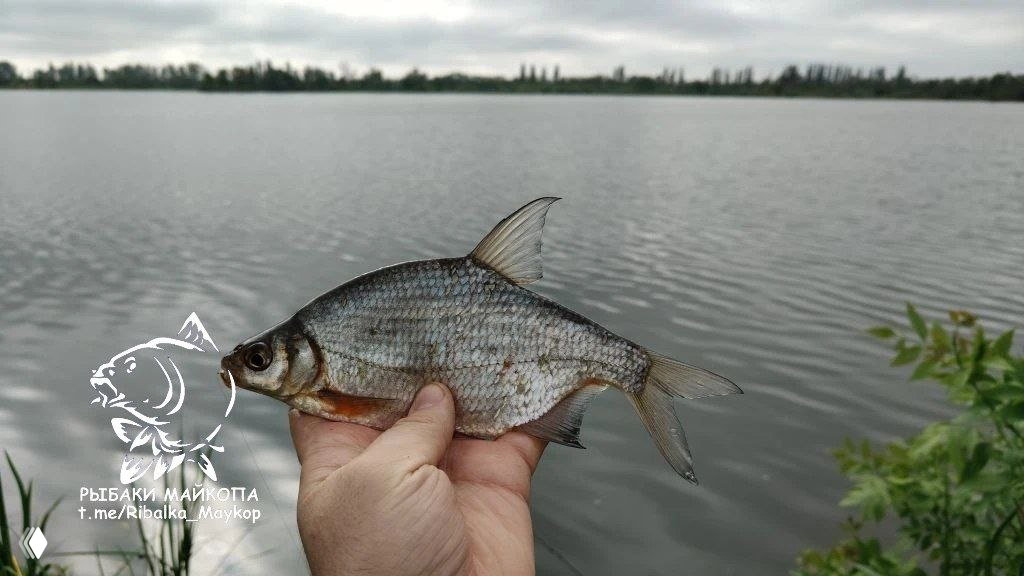 Рыбак держит однажды пойманную густерку на фоне воды: средняя по размеру серебристая рыба с характерными боками и плавниками.