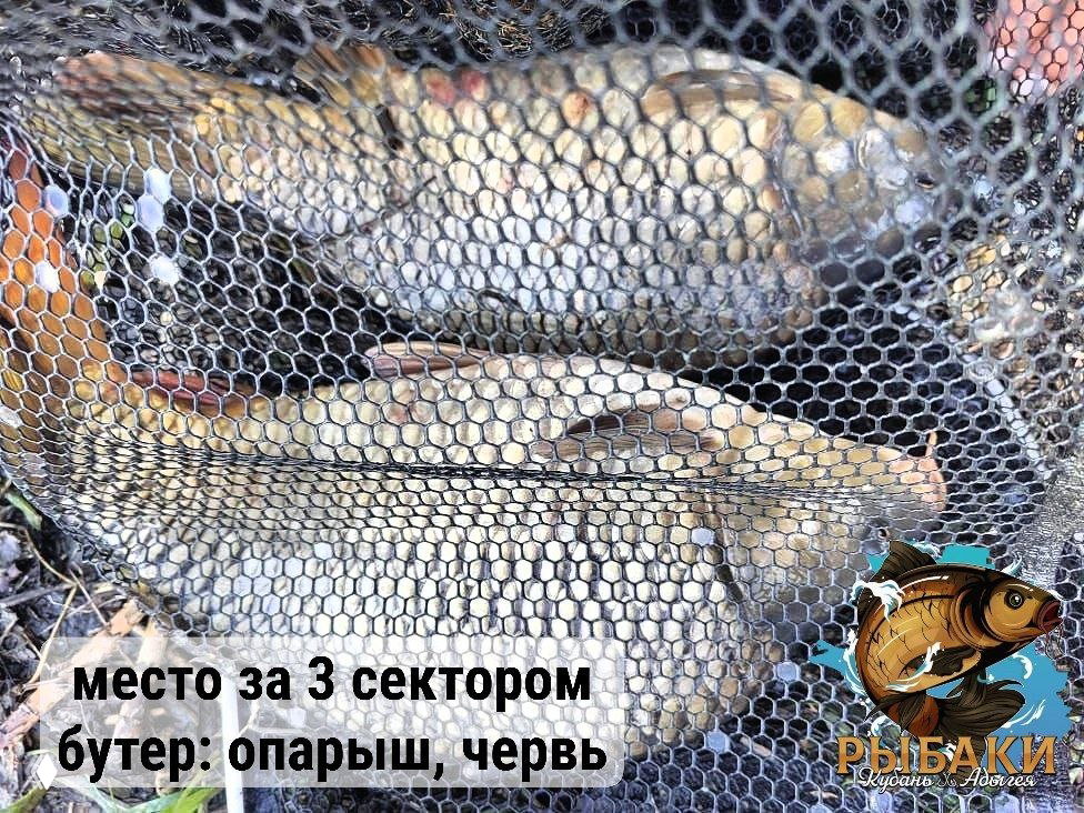 Несколько карпов в садке на фоне травы; на изображении текст «место за 3 сектором бутер: опарыш, червь» и логотип канала у края кадра.