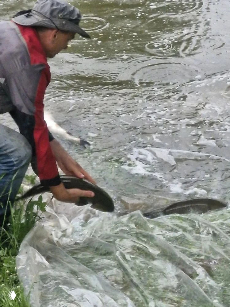 Человек наклоняется у берега и аккуратно выпускает амура с полотна в воду, рядом видны другие выплывающие рыбы и мелкие волны.