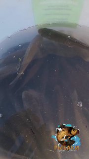 Ведро с несколькими мелкими карасями в воде на фоне берега — рыба в ведре после ловли, видны размеры и количество.