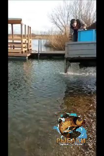 Человек выпускает карасей из синего контейнера в воду у деревянного причала; видны берег, камни и трава.