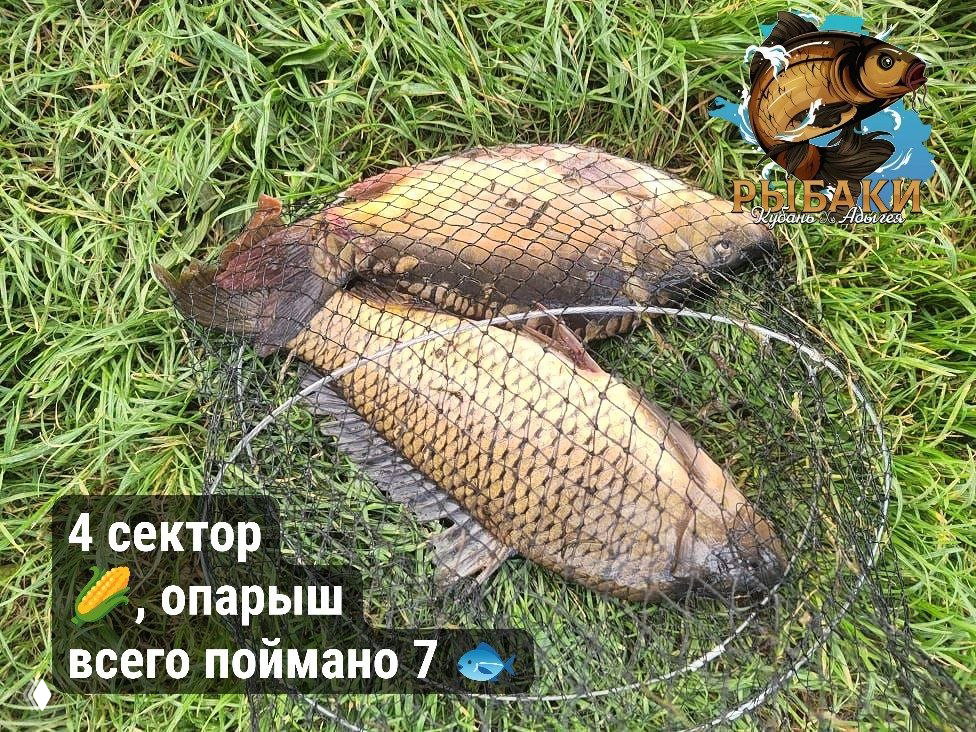Два карпа в подсаке на траве, виден логотип канала «РЫБАКИ КУБАНЬ»; на фото подпись о 4 секторе и приманке опарыш, отчёт 14.05.