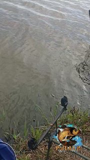 Рыбак на берегу Капустяной Балки держит крупного сома у воды; видны удилище и прибрежная растительность, отчёт 19.05.