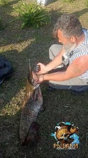 Крупный кадр: мужчина присел на траве и держит сома, хорошо видны тело рыбы, руки рыбака и побережье водоёма.
