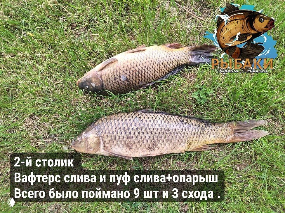 Два карпа, выложенные на траве рядом с логотипом канала; на фото подпись о 2-м столике, насадках вафтерс и пуф с опарышем, улов 9 шт и 3 схода.