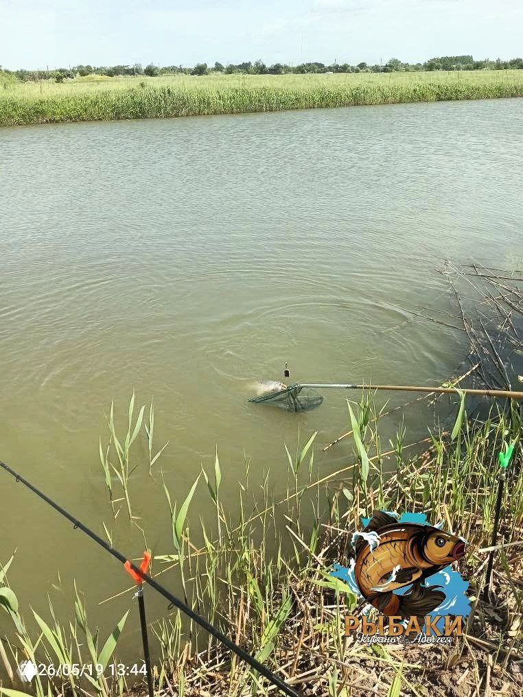 Кадр воды у самого берега с подсаком в толще воды и донками в траве — типичная сцена ловли на пруду «У ГАФУРА».