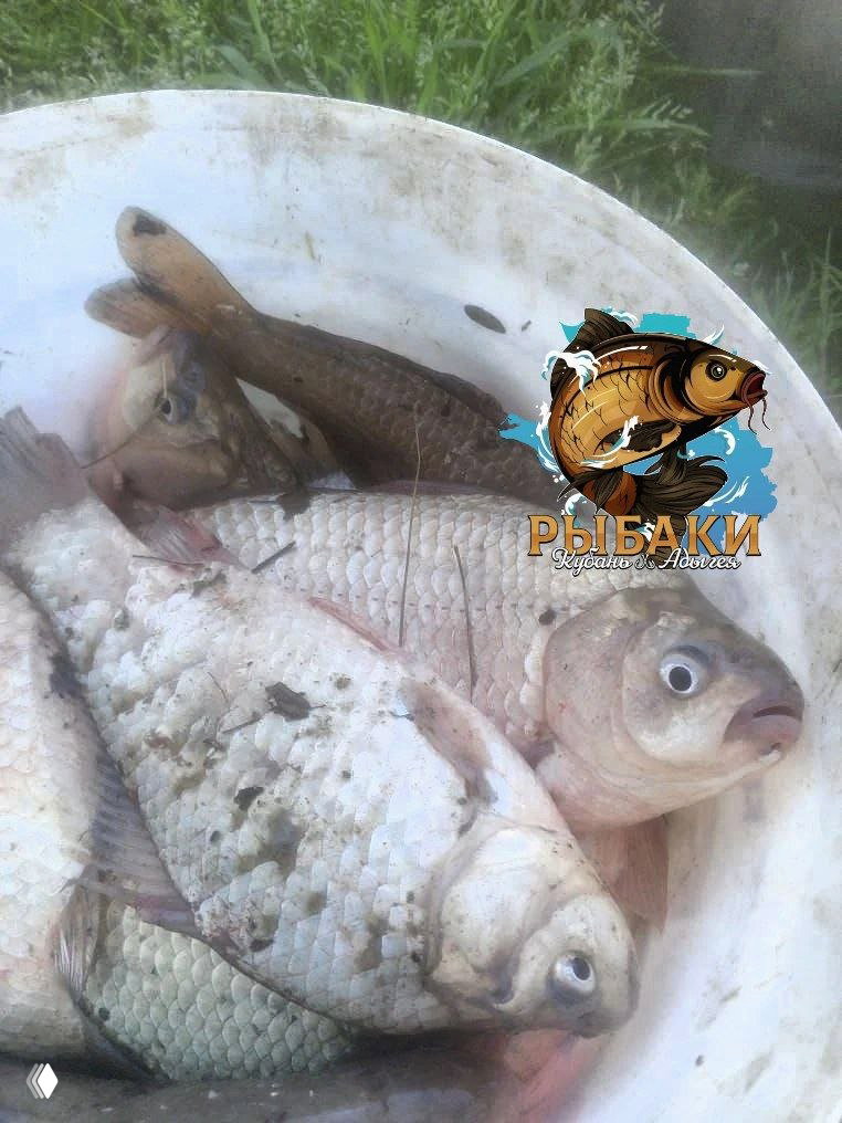 Низовья Кубани х Соболевский 06.04