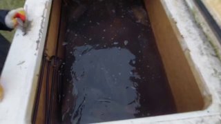 Крупный план транспортировочного ящика с водой, в котором видны карпы; подготовка к выпуску и перемещению рыбы.