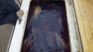 Карпы в контейнере крупным планом: рыбы у поверхности воды в тёмном бассейне при перегрузке перед зарыблением.