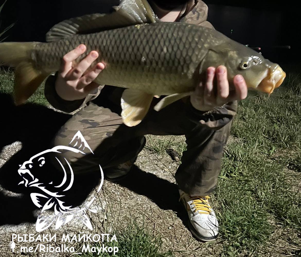 У Максимыча: ночной отчёт