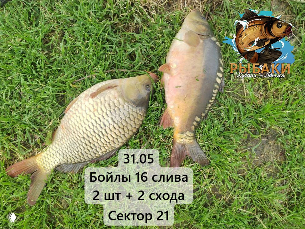 ДОБРЫЙ БОЦМАН — уловы рыбаков