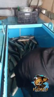 Ящики и контейнеры с выпущенными амурами в синем отсеке кузова; видно скопление рыбы и руку оператора при выгрузке.