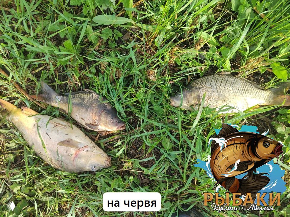 ДОБРЫЙ БОЦМАН 17.05