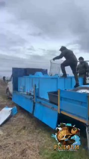 Рабочие на синей платформе загружают и выпускают рыбу в воду с транспортной площадки во время зарыбления на берегу.