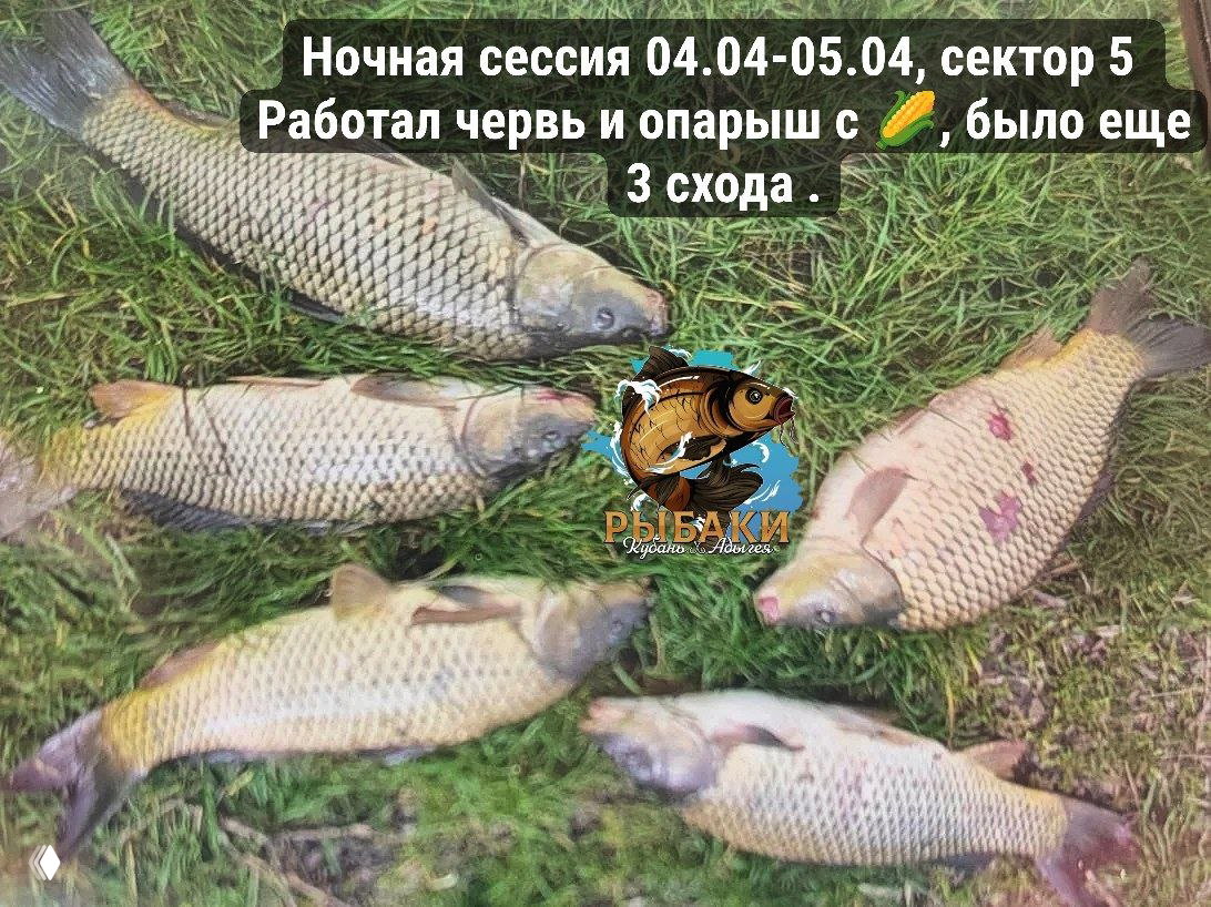 Пять пойманных карпов, выложенных на траве после ночной сессии; видна надпись с датой и сектором, а также логотип канала.