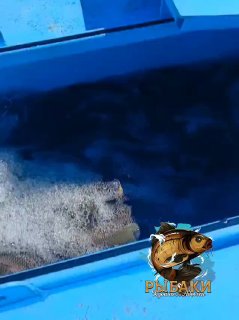 Крупный план воды с пеной и тёмной массой рыбы/мальков, вытекающей из ёмкости в водоём в процессе зарыбления.
