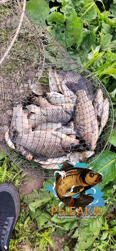 Садок с уловом: множество карасей/карпов в сетке, лежащей на траве, рядом видна часть обуви рыбака и логотип канала.