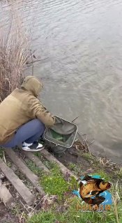 Рыбак на берегу опускает сетчатый садок в воду на поплавочном водоёме; видна прибрежная трава и камыш.